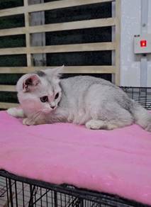 BSH British Shorthair quality kitten