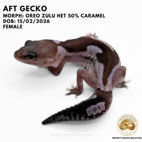 AFT African Fat-Tailed Gecko Malaysia Oreo Zulu 守宫