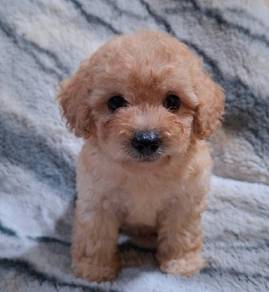 Toy poodle 