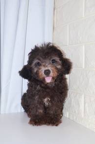 J0555 Grey Poodle Cute Round Face Fluffy Puppy