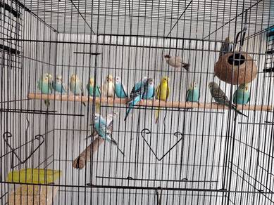 set burung budgie / baji