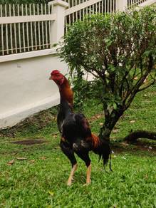 Ayam O shamo 