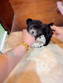 Teacup Grey Poodle -Girl 