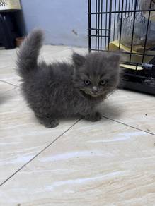 Male Munchkin BLH for rehome