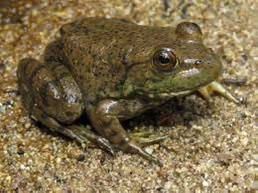 bullfrog