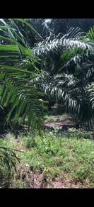 Agricultural Land in Kuala Selangor, SGR