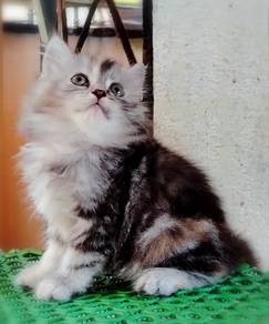 British Longhair Kitten