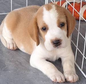 Beagle