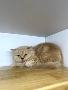 Persian Cat
