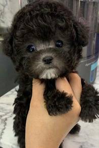 Poppet Grey Poodle Cute Baby Face Teddy Bear Puppy