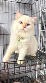 Cat Parsi Mix