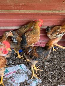 Ayam Kampung Kacuk 