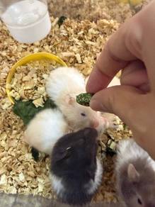 Hamster syrian