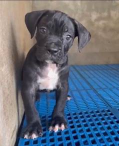 Cane Corso