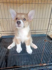 Corgi Puppy
