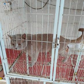Sepasang BSH Terengganu