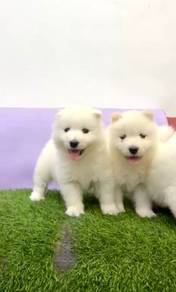Samoyed pure breed male and female