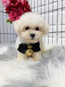 PPQ9077 Bichon x Poodle beautiful designer dog