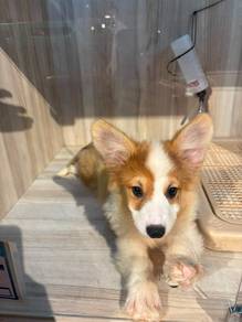 Corgi With Cert