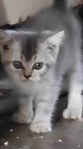bsh kucing