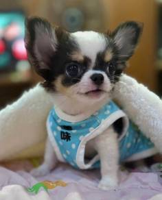 CHIHUAHUA PUPPIES VIP130🌷Head Apple Cute Dog Boy