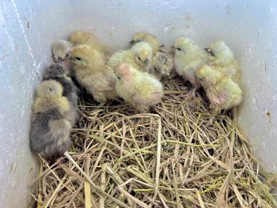 silkie chick anak ayam silkie