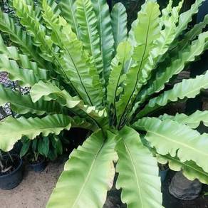 Asplenium Nidus / Bird Nest Fern