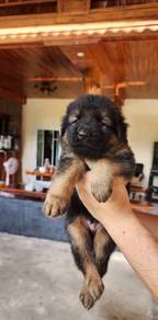 German Shepherd