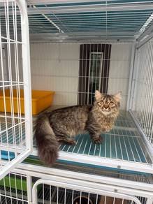 Kucing kaki pendek