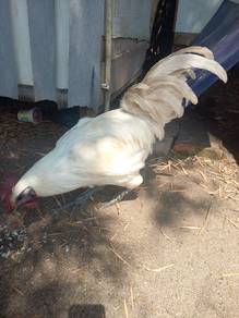 ayam selasih putih 