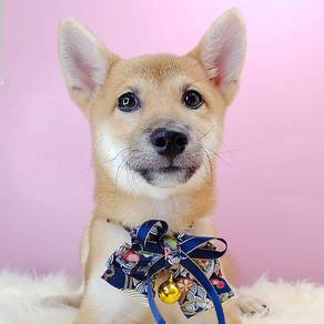 Shiba