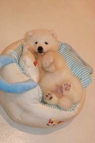 J0685 Samoyed cute teddy bear face puppy