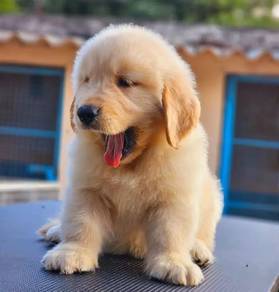 Golden retriever 