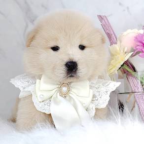 Chow Chow