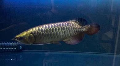 Blue base golden crossback 12 inch -wholesale