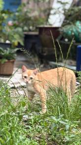 Kucing - Free