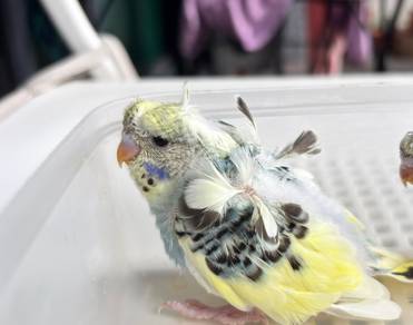 baji heli (Helicopter budgies)