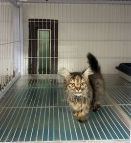 Munchkin longhair kitten