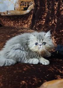 Male Persian Kitten