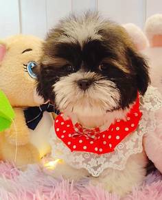 Shih Tzu
