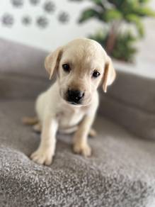 white Labrador 2