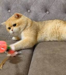 Good Profil BSH Golden NY12 