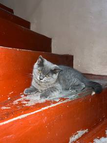 bsh