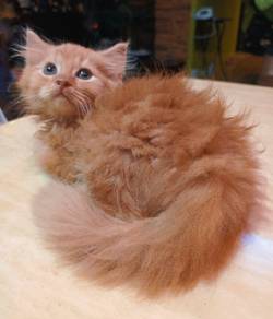 OYEN yang comel & manja