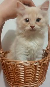 kitten to rehome with fee