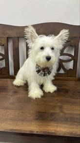 West Highland Terrier Male Puppy M7