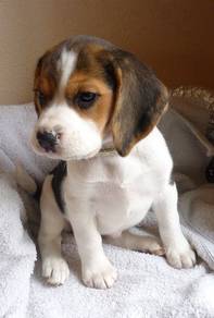 F7941 Beloved Beagle Smooth Coat Long Ears Puppy D