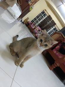BSH Golden Female