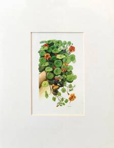 Watercolor Botanical Print 📢