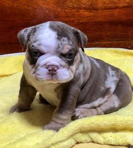 ENGLISH BULLDOG PUPPIES  Male C007